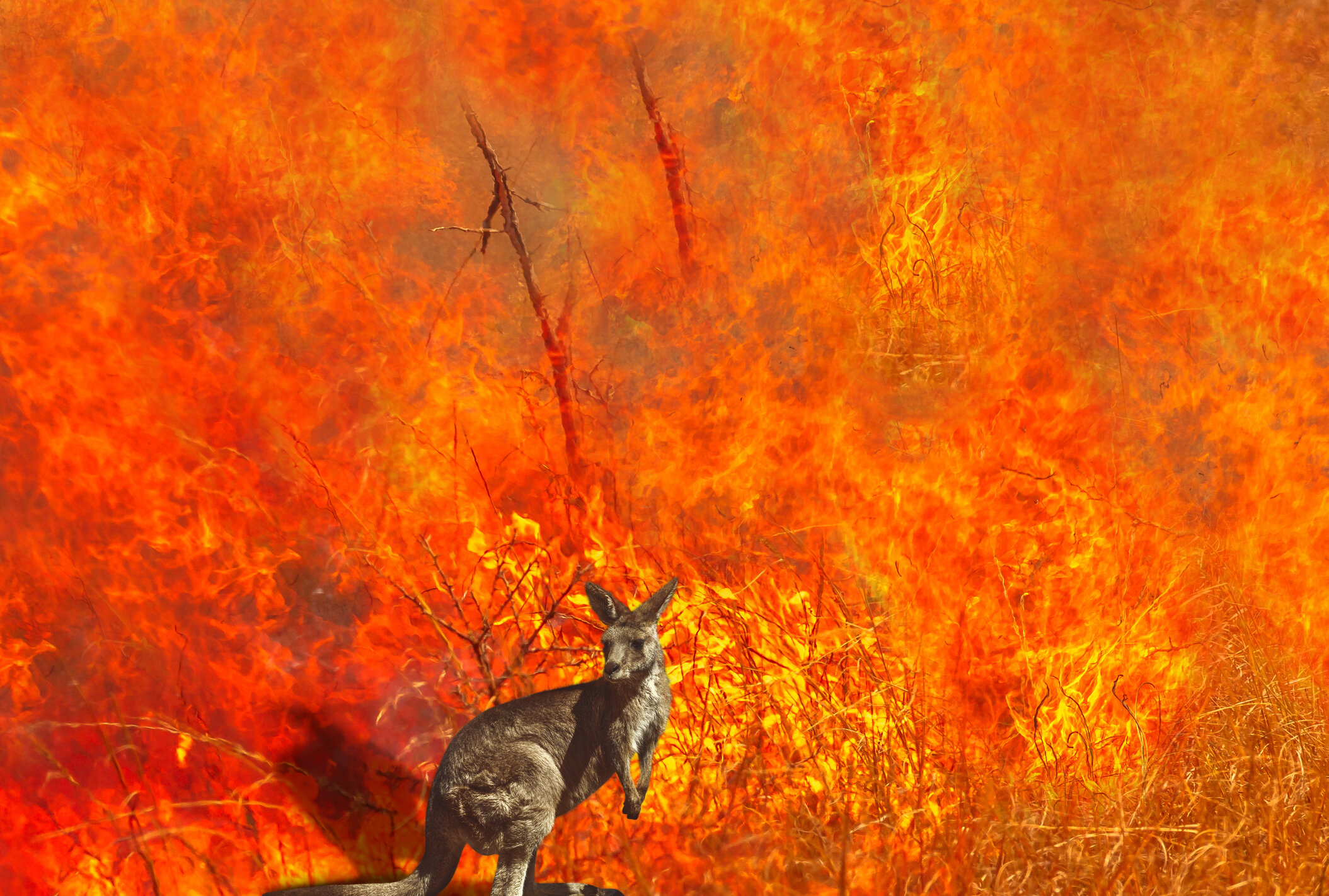 The 2020 Australian wildfires were declared among the 