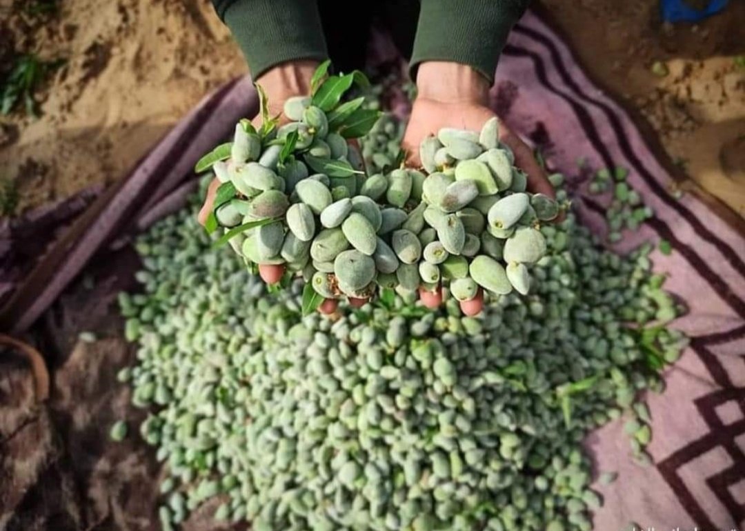 Green Almonds in Ramallah