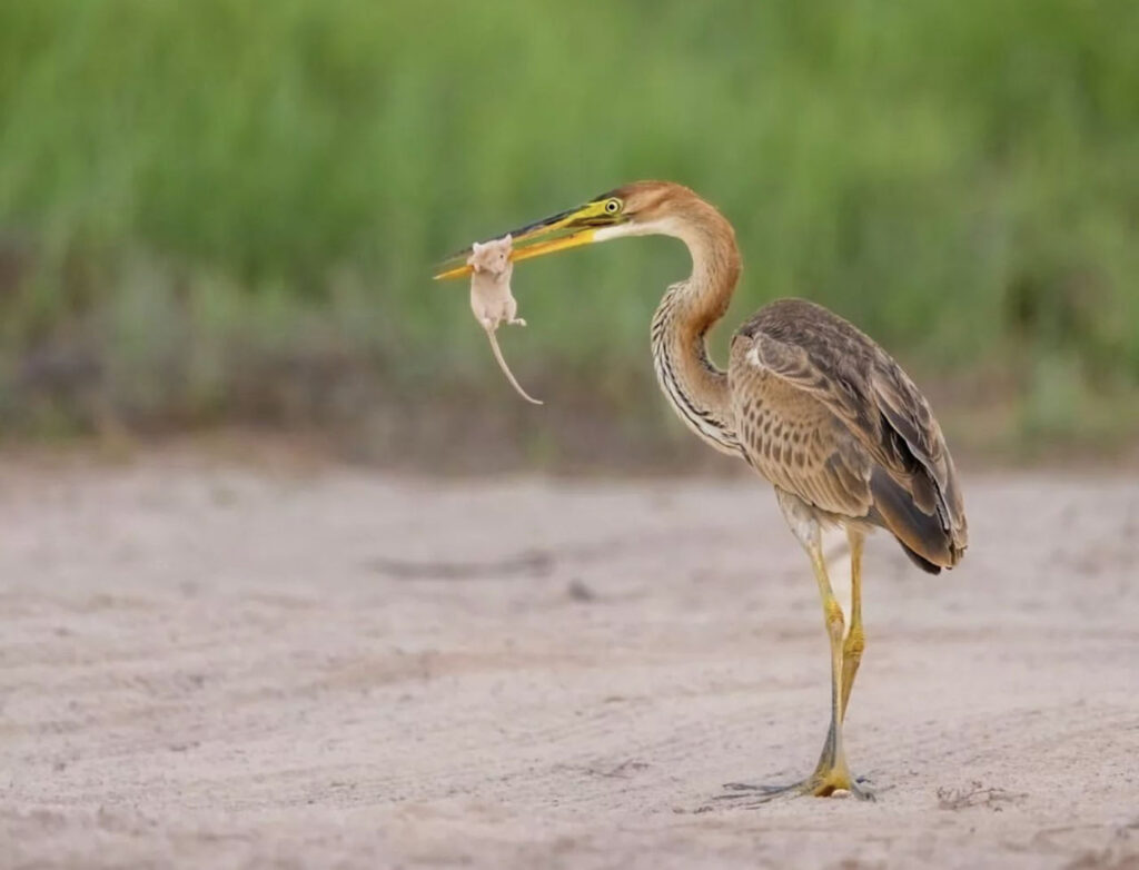 Hamad Al Khulaifi: Qatar’s Wildlife Photographer