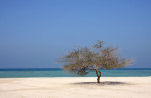 An Island Without a Sea: Bahrain Odyssey