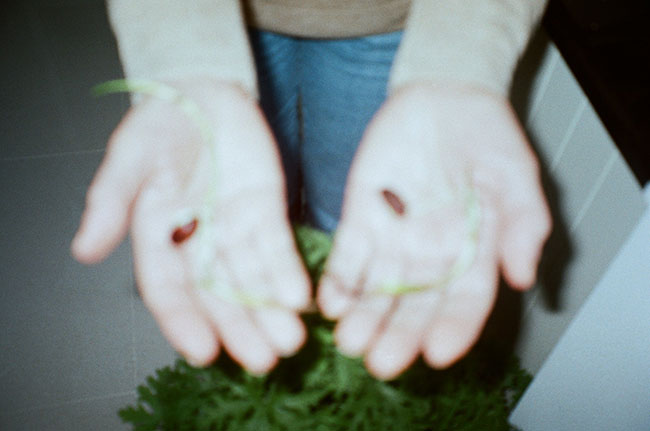 Chaos is a Flower exhibition.
