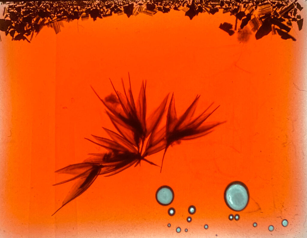 Activism in the Landscape: Environmental Arts & Resistance in Palestine