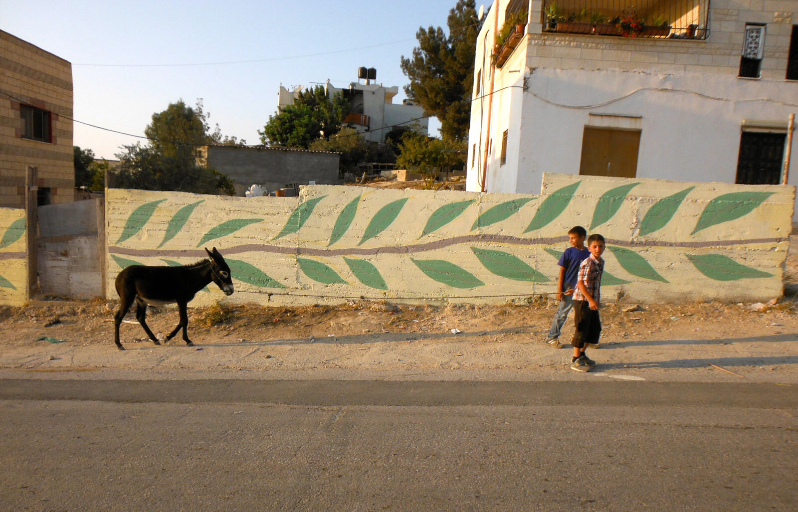 Olive branches, a donkey and two boys of Bil'in.