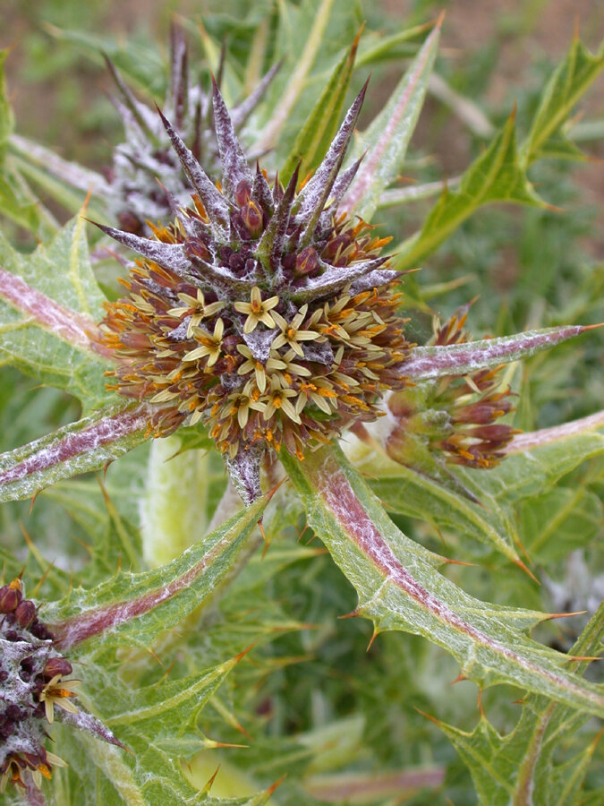 Found east of the Mediterranean, the perennial ‘Akkoub (عكوب‎) in Arabic is called silifa in Greek, Akuvit ha-Galgal (עַכּוּבִית הַגַּלְגַּל‎) in Hebrew, Kangar (կանկառ) in Armenian and Persian (كنگر‎), Kenger in Turkish and Kereng in Kurdish.