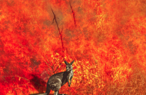 Remember 2020 Not for Covid-19 or Trump Chaos, But Climate Change