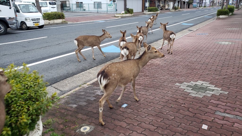 During lockdown, deer wandered into the city, unsure where to go next.