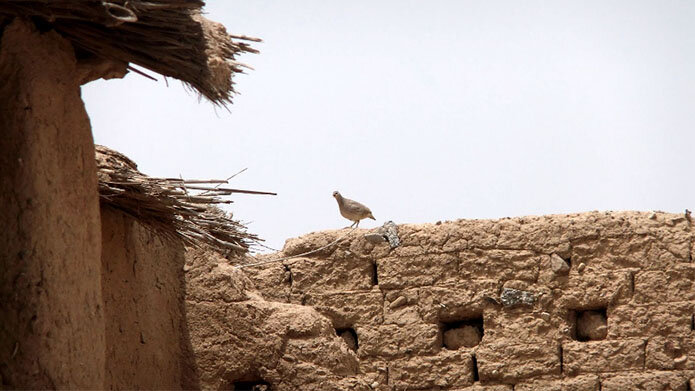 A partridge in Kurdistan perches on village walls to escape the heat (photo courtesy Khalid Suleiman).
