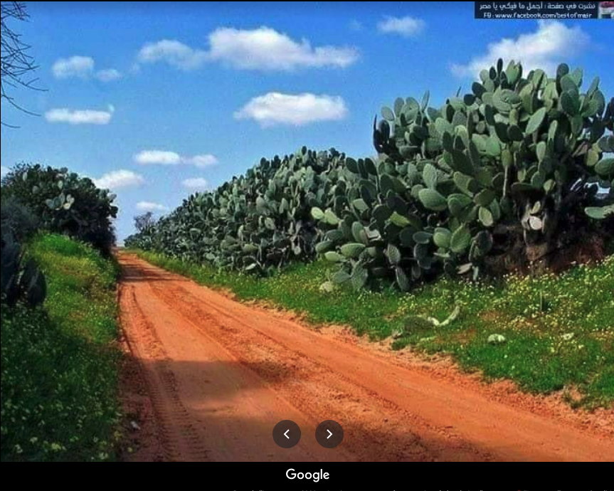 red road and cacti gaza