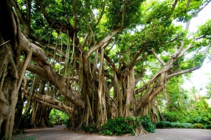 The ficus religiosa or sacred fig tree  is also known as the bodhi tree, pippala tree, or peepal tree and is considered to have sacred significance — it was under this tree that the Buddha is believed to have attained enlightenment.
