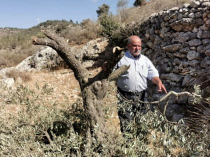 Killing Olive Trees Fails to Push Palestinians Out