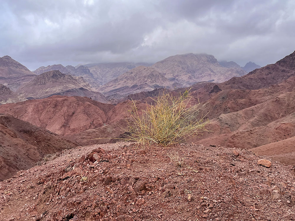 A view of the arid Feynan Mountains and a lone shrub.