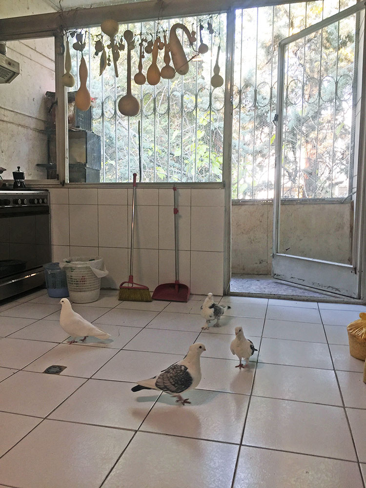 9. Jassem’s pet pigeons join him in the kitchen while he drinks his coffee first thing in the morning