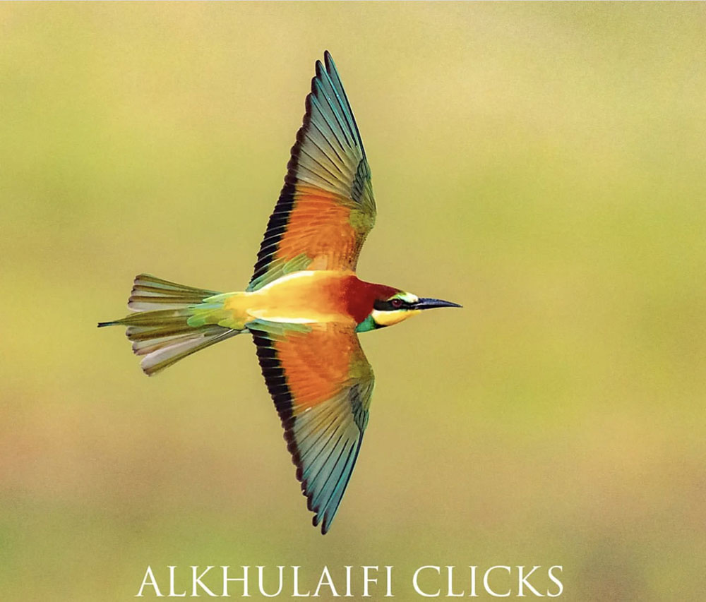 4. Bee Eater.