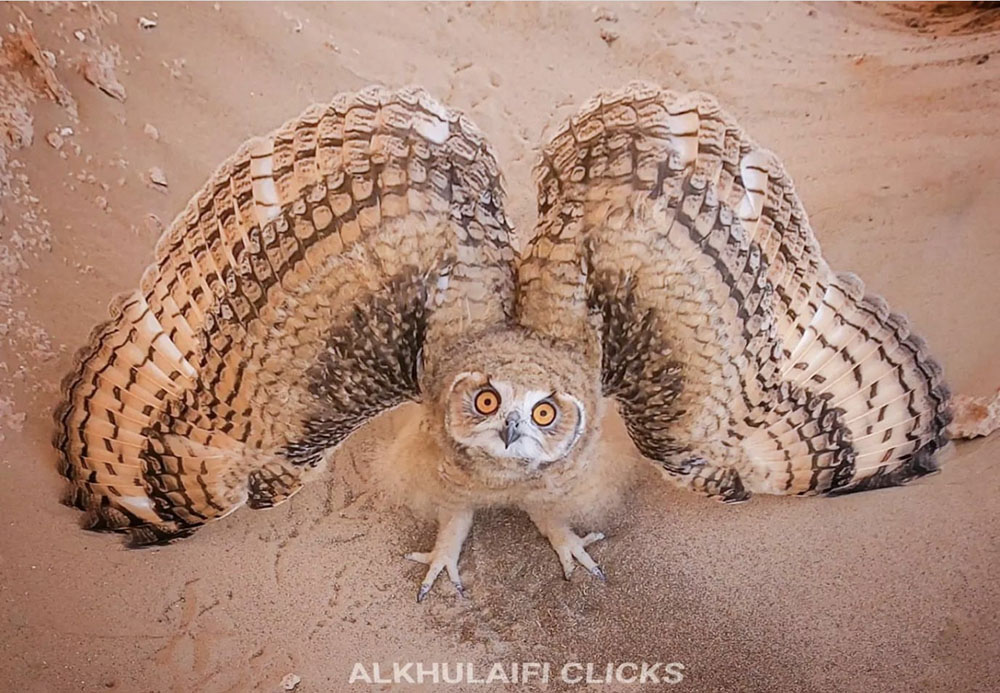 3. Eagle Owl.