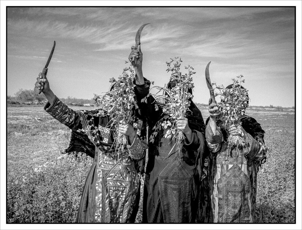 From the City to the Desert—Tahmineh Monzavi