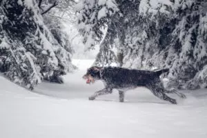 “A Dog in the Woods”—a short story by Malu Halasa