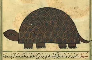 A Day in the Life with Forugh Farrokhzad (and a Tortoise)