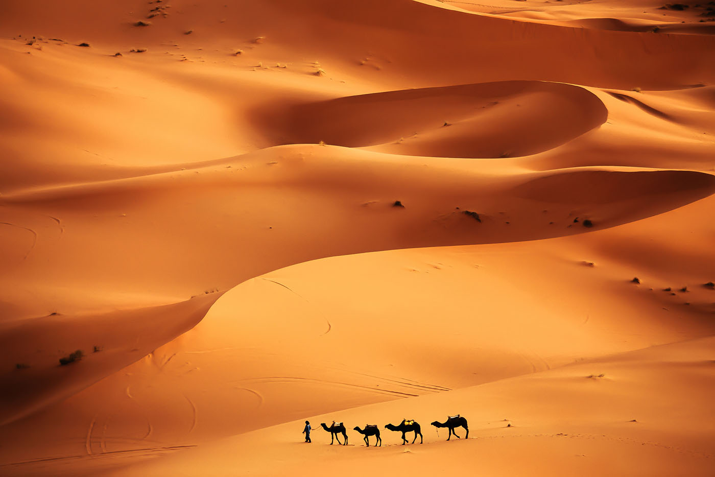 A caravan of camels traverse the dunes of the Sahara, Morocco photo Valentin M Armianu