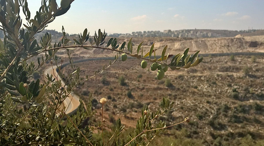 Olives and the apartheid wall near Bil'in.
