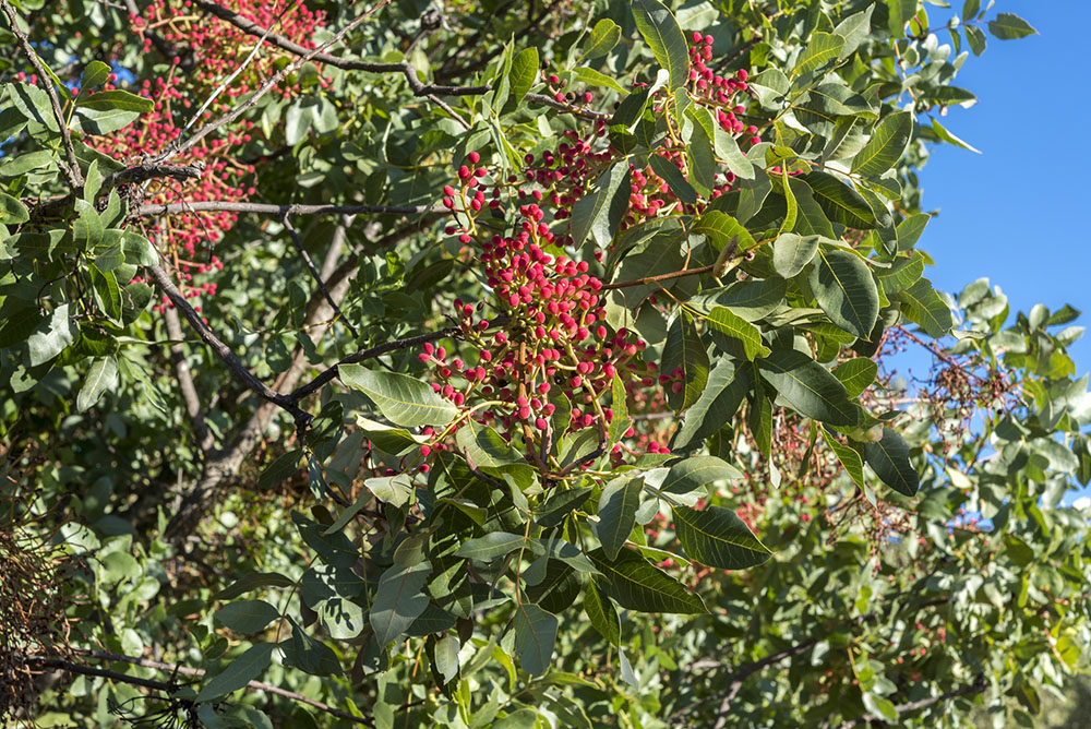 Foliage and fruits of Terebinth, Pistacia terebinthus. It is a species in the family Anacardiaceae native to the Mediterranean region