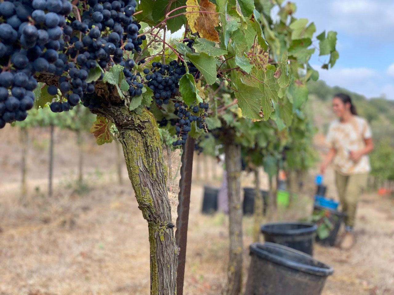 2024 harvest in Ashkar vineyards courtesy Ashkar winery