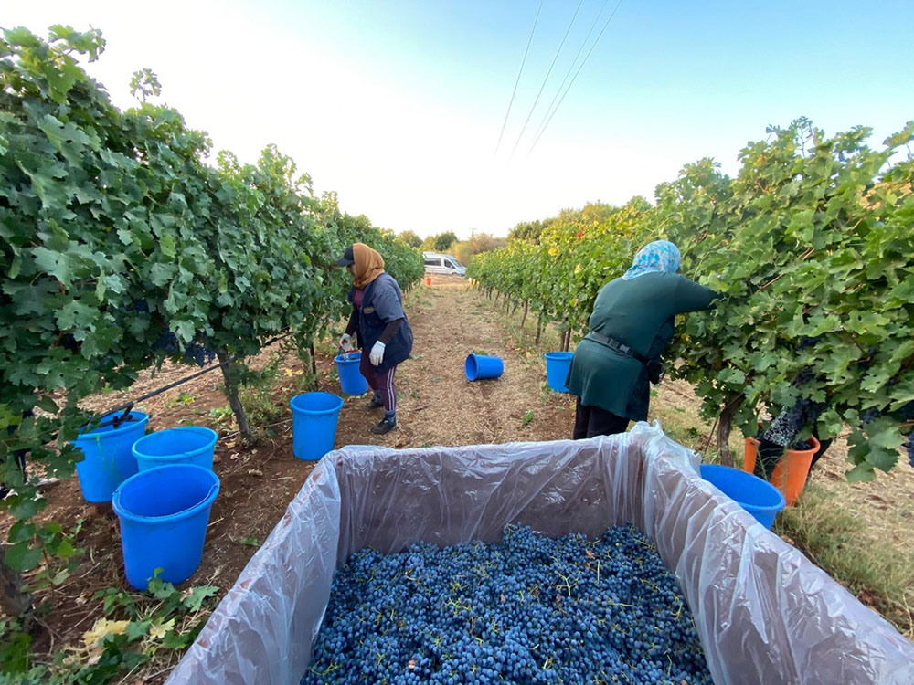 2024 harvest in Ashkar vineyards