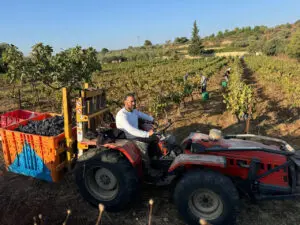 Palestine, the Land of Grapes and Wine