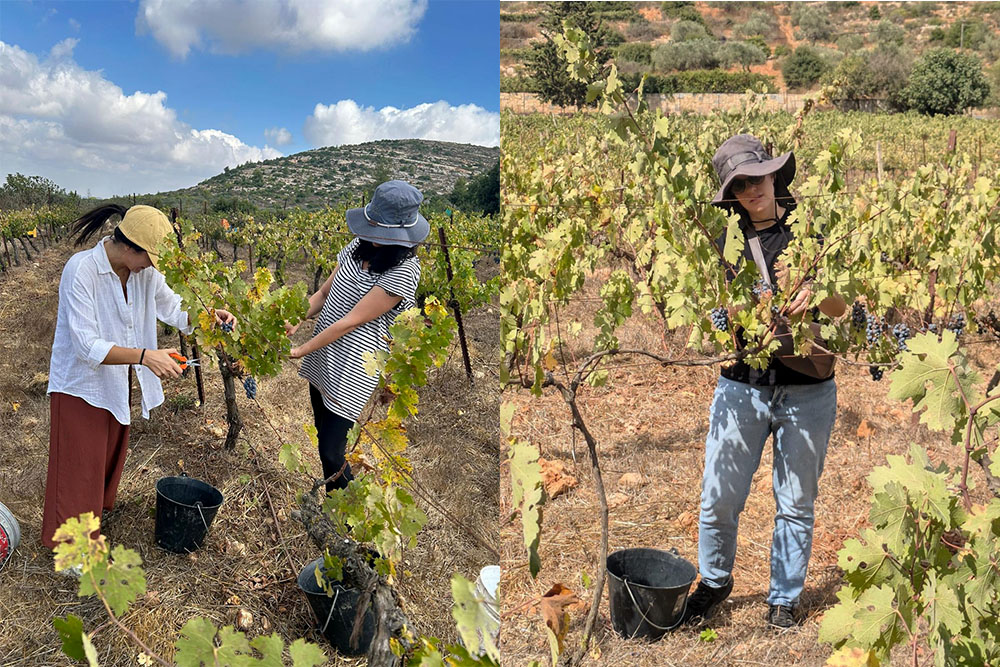 2024 harvest in Kassis vineyards (courtesy Kassis).