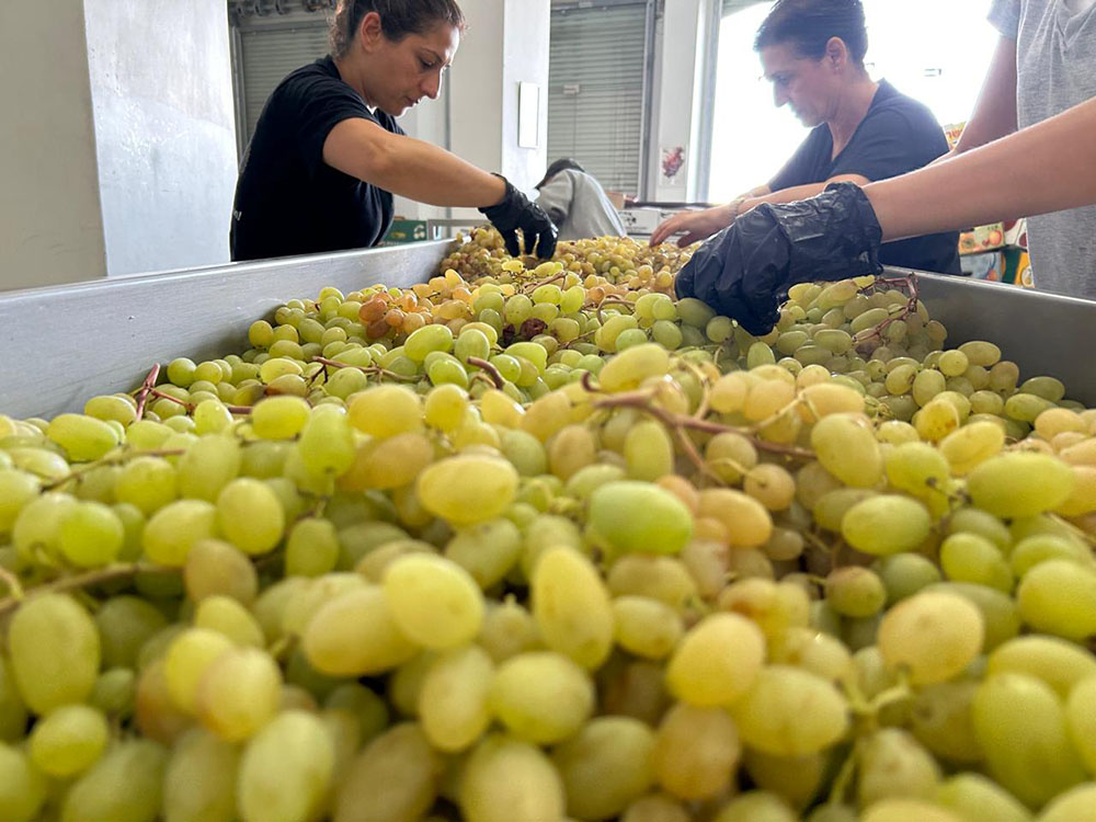 2024 harvest in Taybeh vineyards