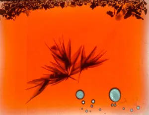 Activism in the Landscape: Environmental Arts & Resistance in Palestine