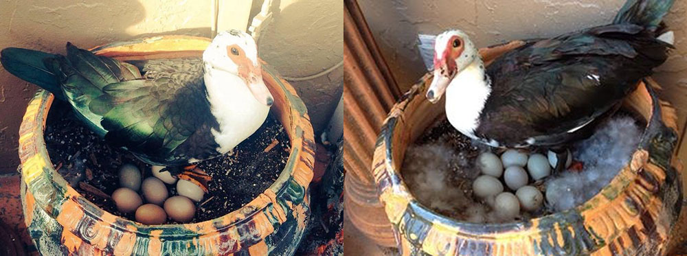 A Muscovy duck lays eggs (photo Yahia Lababidi).