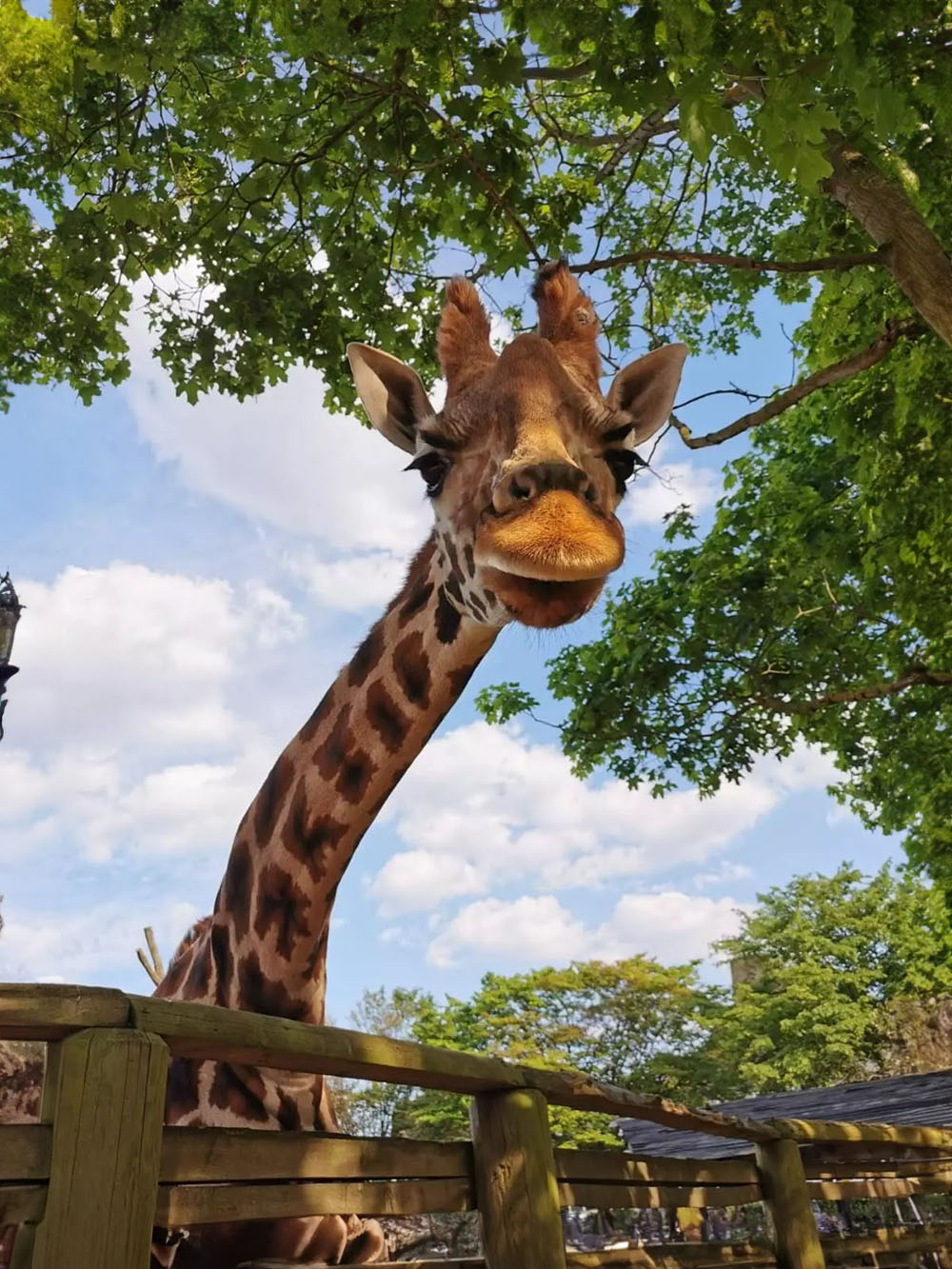 Maggie the giraffe at London Zoo courtesy LondonZoo