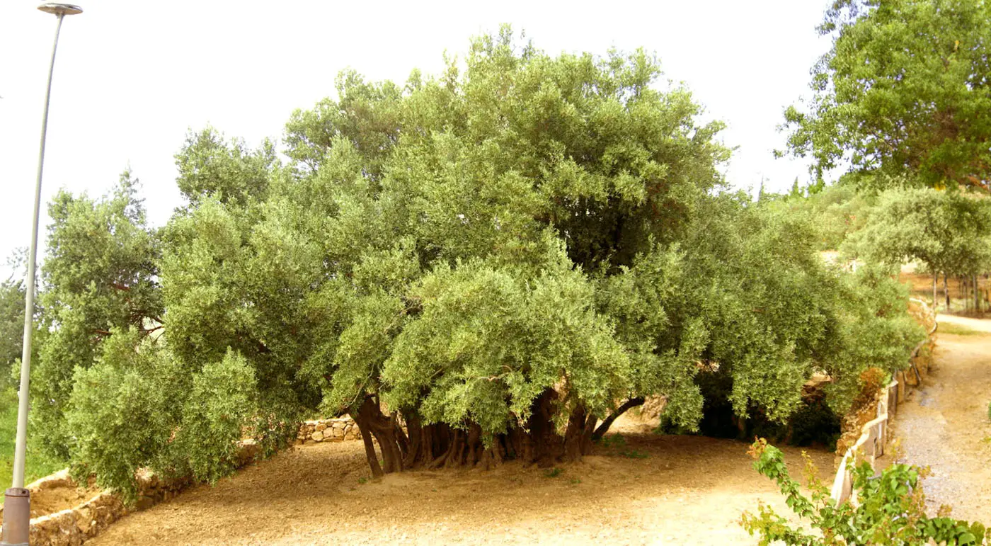 A Conversation Among My Homeland's Trees - The Markaz Review