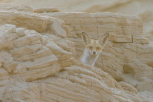 Blue, The Arabian Red Fox