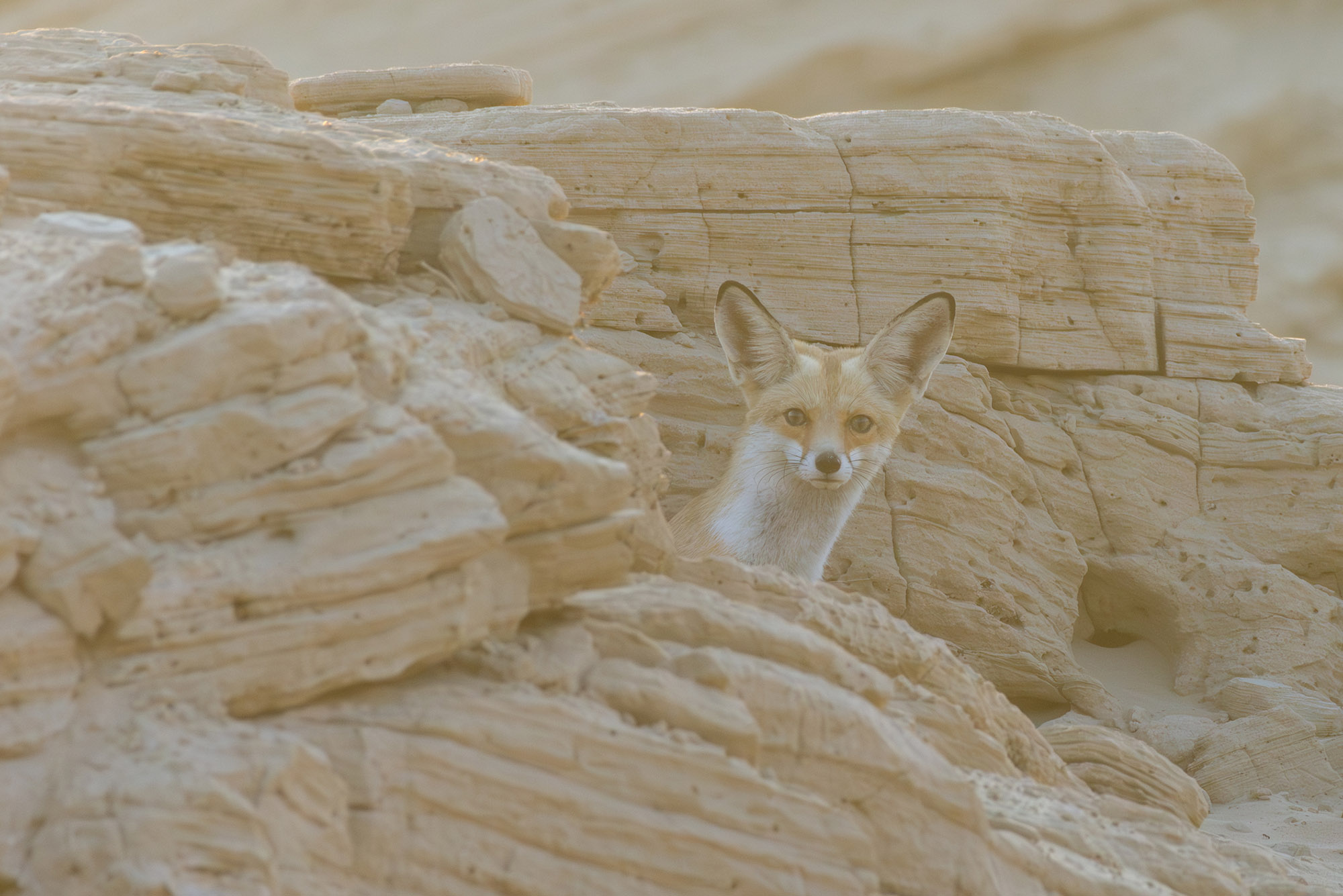 Blue, The Arabian Red Fox