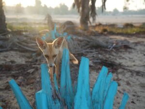 Blue, The Arabian Red Fox