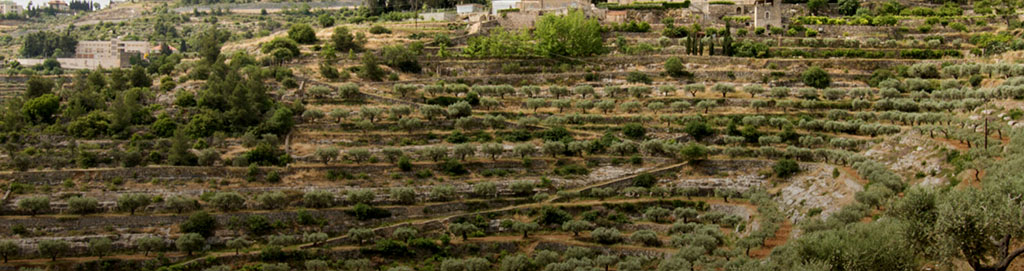 Cremisan monastery grounds