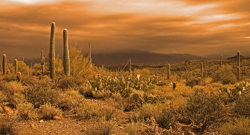 Golden light of an approaching storm over the Sonoran desert near Tucson Arizona photo Gardendreamer.jpg
