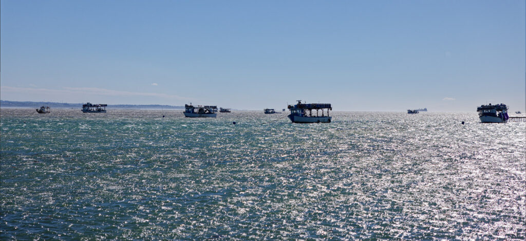 An armada of mussel-farmers’ barges sits moored off the coast of northern Greece 