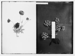 Weeds of the Anthropocene: A View from Palestine