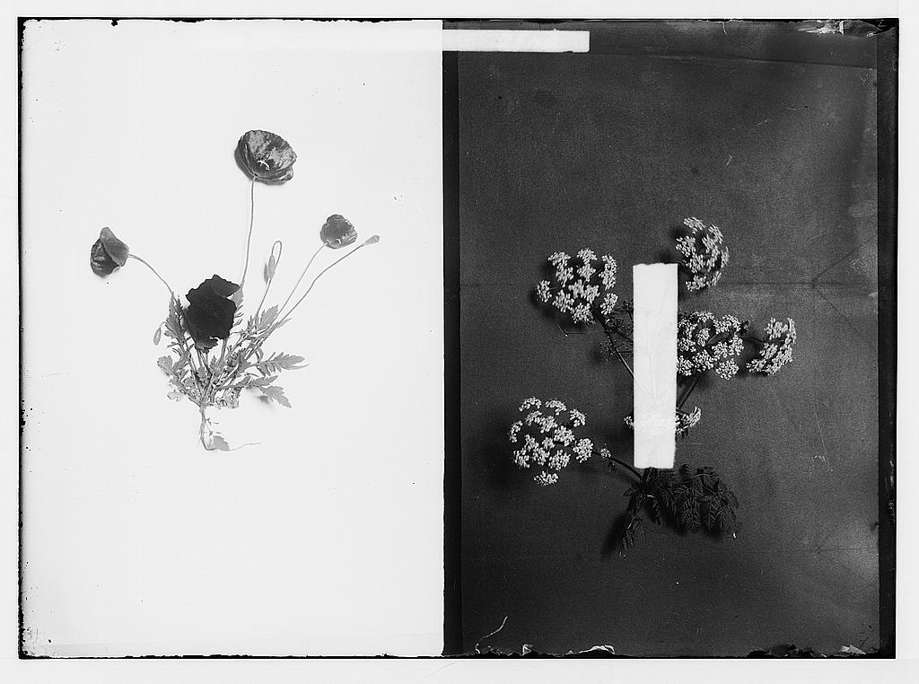 Weeds of the Anthropocene: A View from Palestine